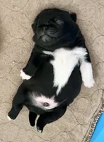 Beautiful black with white boy, a male Pug for sale in Sacramento, CA – 4 of 7