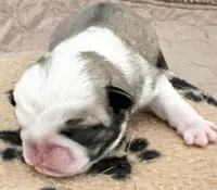 Panda fawn/white male 1, a male Pug for sale in Sacramento, CA – 4 of 4