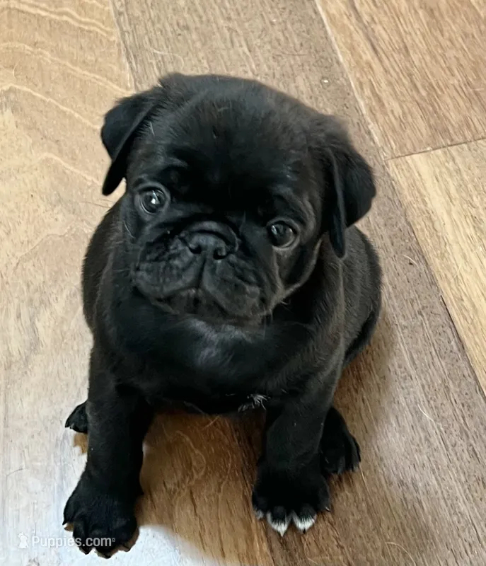 Black male – Pug puppy for sale in Sacramento, CA