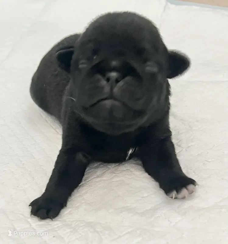 Black male – Pug puppy for sale in Sacramento, CA