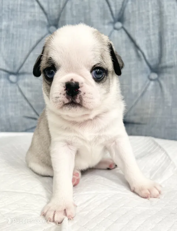 Panda blue eyed girl faen/white – Pug puppy for sale in Sacramento, CA