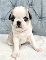 Panda blue eyed girl faen/white, a female Pug for sale in Sacramento, CA – 1 of 4