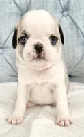 Panda blue eyed girl fawn/white, a female Pug for sale in Sacramento, CA – 4 of 5