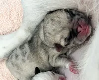 Fawn Merle girl, a female Pug for sale in Sacramento, CA – 3 of 9