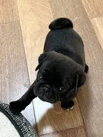 Black male, a male Pug for sale in Sacramento, CA – 4 of 4