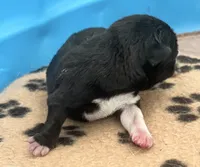Beautiful black and white boy, a male Pug for sale in Sacramento, CA – 3 of 6