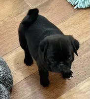 Black male, a male Pug for sale in Sacramento, CA – 3 of 4