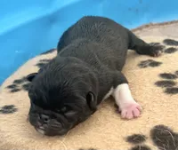 Beautiful black and white boy, a male Pug for sale in Sacramento, CA – 4 of 6