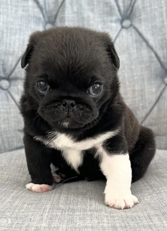 Beautiful black with white boy – Pug puppy for sale in Sacramento, CA