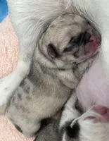 Fawn Merle girl, a female Pug for sale in Sacramento, CA – 4 of 9