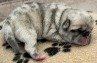 Fawn Merle girl, a female Pug for sale in Sacramento, CA – 6 of 9