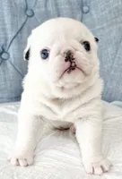 Koi panda girl blue eyes, a female Pug for sale in Sacramento, CA – 2 of 7
