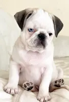 Panda odd eyes, a male Pug for sale in Sacramento, CA – Photo 3 of 6