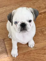 Panda odd eyes, a male Pug for sale in Sacramento, CA – Photo 1 of 6