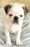 Panda odd eyes, a male Pug for sale in Sacramento, CA – Photo 5 of 6