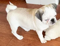 Panda odd eyes, a male Pug for sale in Sacramento, CA – Photo 6 of 6