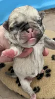 Fawn Merle girl, a female Pug for sale in Sacramento, CA – 8 of 9