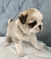 Panda fawn/white male 1, a male Pug for sale in Sacramento, CA – 5 of 6