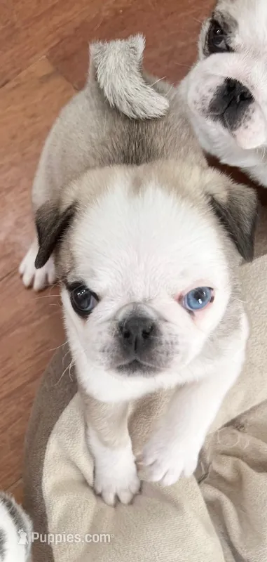 Odd eyed Panda fawn/white male  – Pug puppy for sale in Sacramento, CA