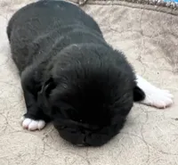 Beautiful black with white boy, a male Pug for sale in Sacramento, CA – 7 of 7