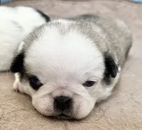 Odd eyed Panda fawn/white male , a male Pug for sale in Sacramento, CA – 1 of 7