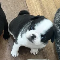 Black and white panda girl, a female Pug for sale in Sacramento, CA – 3 of 5