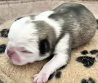 Panda fawn/white male 2 , a male Pug for sale in Sacramento, CA – 5 of 5