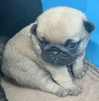 processed/c4813bdf-ef0f-4bf0-afca-4164916716a1/listing/50339dc8-58d6-4c69-bfd1-e7d0a3e2a8c2/64339da5-08bc-4982-a10f-d0798247e978