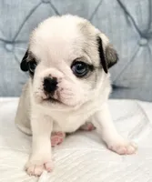 Panda blue eyed girl faen/white, a female Pug for sale in Sacramento, CA – 4 of 4