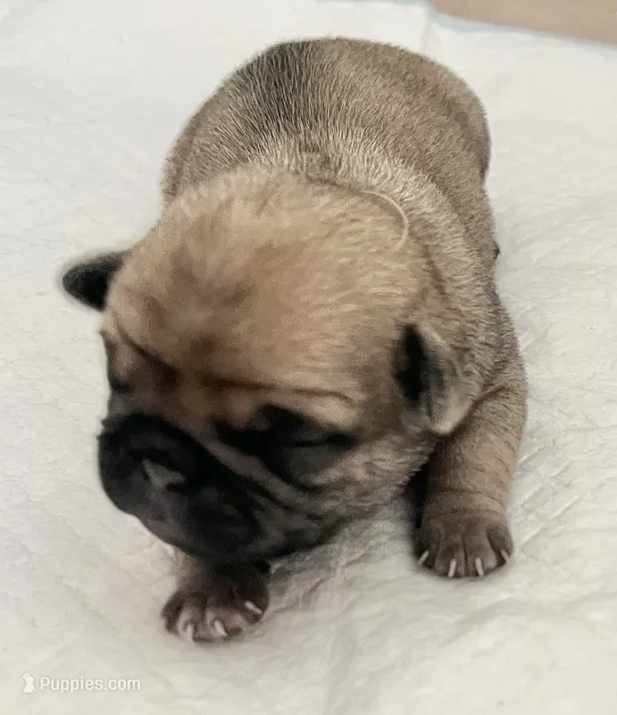 Fawn male 1 – Pug puppy for sale in Sacramento, CA