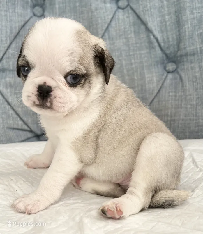 Panda blue eyed girl fawn/white – Pug puppy for sale in Sacramento, CA