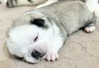 Odd eyed Panda fawn/white male , a male Pug for sale in Sacramento, CA – 4 of 7