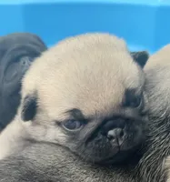 processed/c4813bdf-ef0f-4bf0-afca-4164916716a1/listing/5ae8d471-13b2-4fb3-b1f1-b7e11891929d/2dc2c64e-cb76-4a8c-b90a-a4f29cd62c92