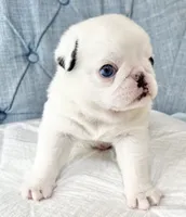 Koi panda girl blue eyes, a female Pug for sale in Sacramento, CA – 5 of 7