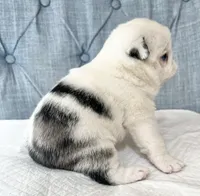 Koi panda girl blue eyes, a female Pug for sale in Sacramento, CA – 6 of 7