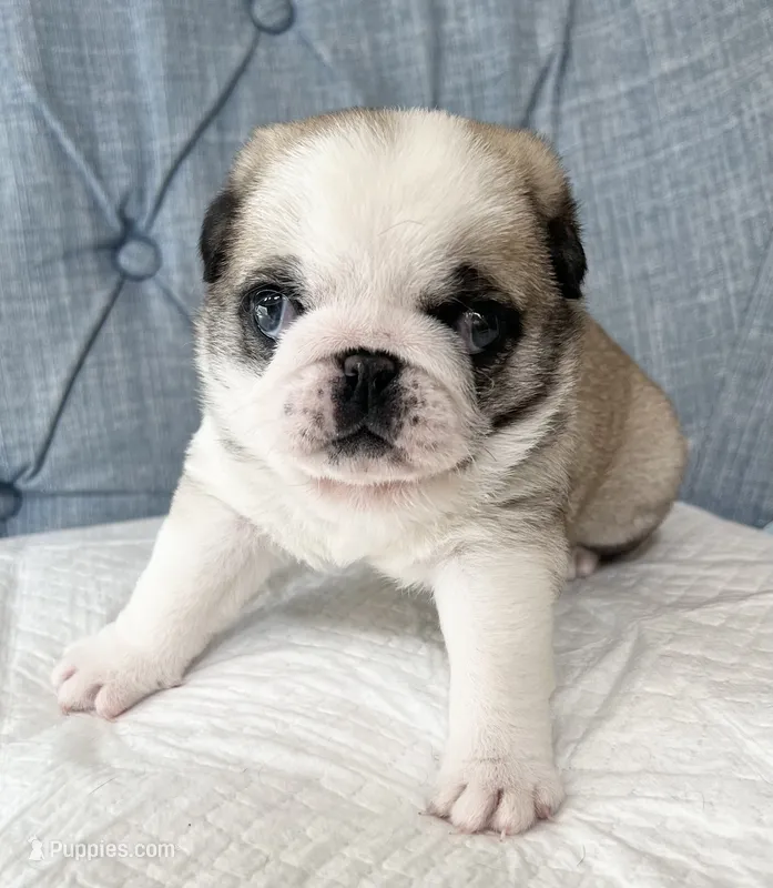 Panda fawn/white male 1 – Pug puppy for sale in Sacramento, CA