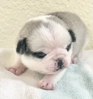 processed/c4813bdf-ef0f-4bf0-afca-4164916716a1/listing/5e4fdcac-04ad-4686-bc93-e58125447bb7/48cadc28-f66f-4143-a066-c7ee4f8dc2b9