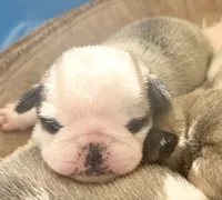 processed/c4813bdf-ef0f-4bf0-afca-4164916716a1/listing/5e4fdcac-04ad-4686-bc93-e58125447bb7/c23ec3d9-d3f4-4f9e-b8e3-56aa1f1b3494