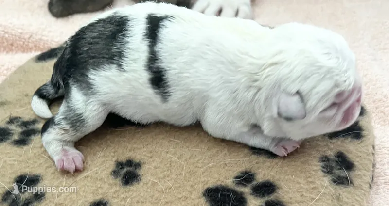 Koi panda girl – Pug puppy for sale in Sacramento, CA