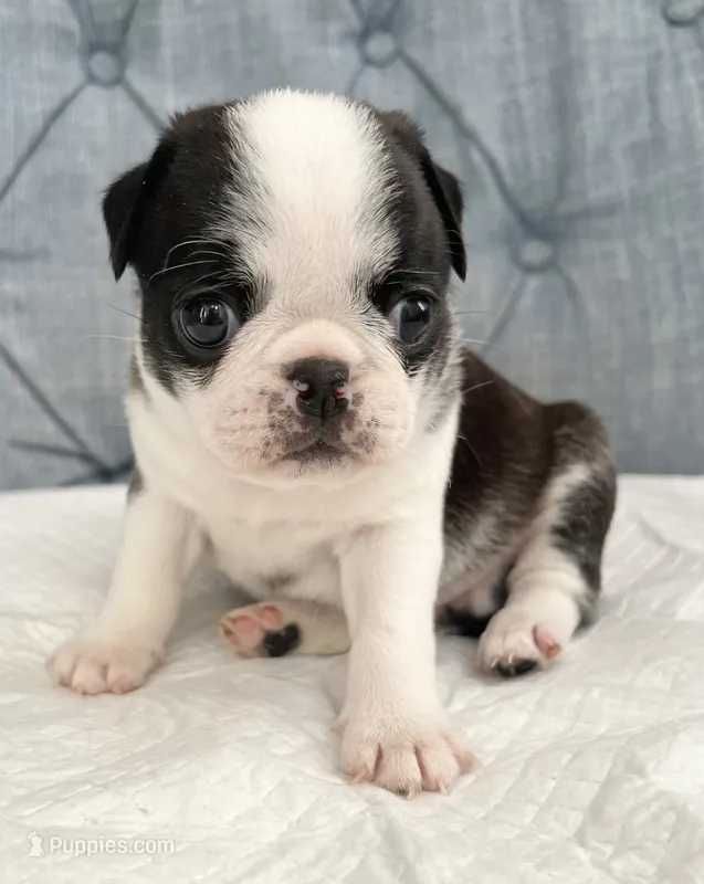 Black and white panda girl – Pug puppy for sale in Sacramento, CA