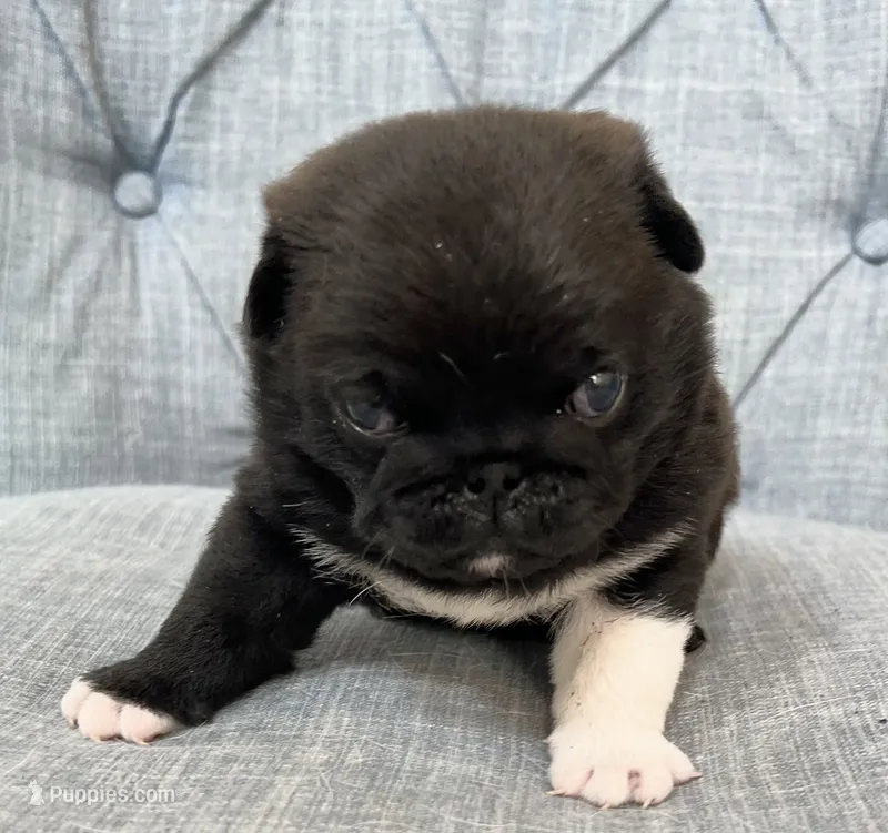 Beautiful black with white boy – Pug puppy for sale in Sacramento, CA