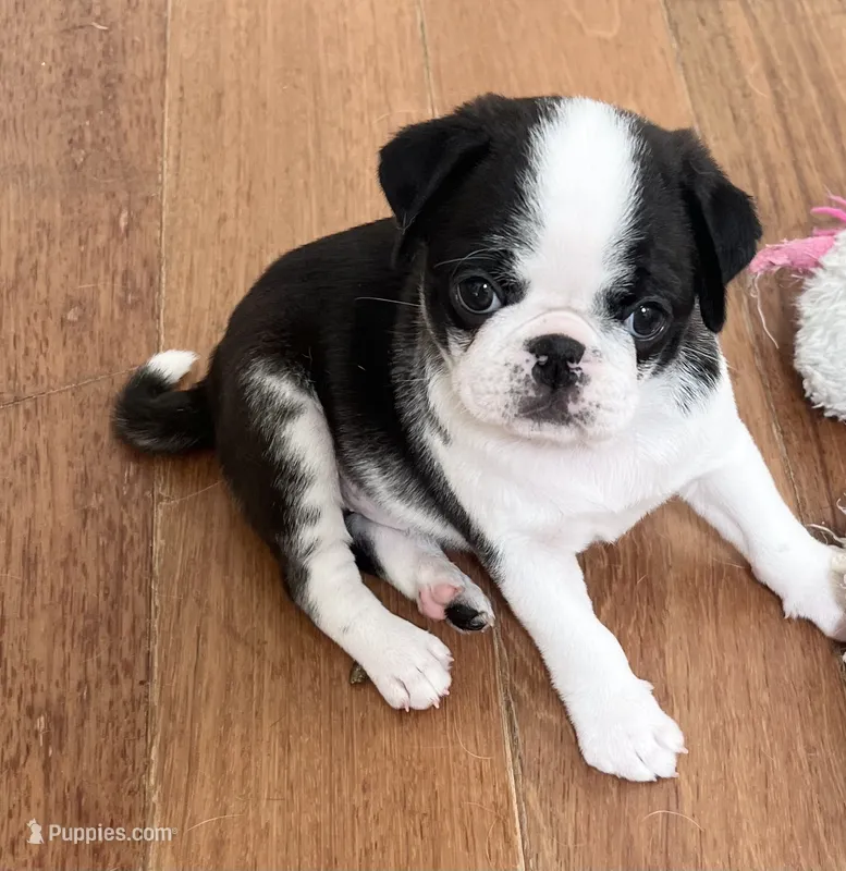 Black and white panda girl – Pug puppy for sale in Sacramento, CA