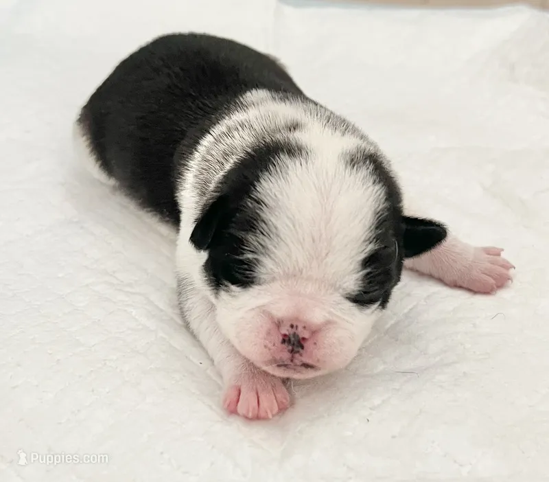 Black and white panda girl – Pug puppy for sale in Sacramento, CA