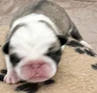 Panda fawn/white male 1, a male Pug for sale in Sacramento, CA – 3 of 4