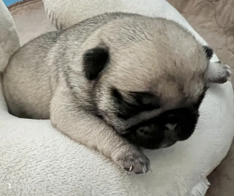 Fawn male  – Pug puppy for sale in Sacramento, CA