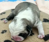 Panda fawn/white male 1, a male Pug for sale in Sacramento, CA – 2 of 4