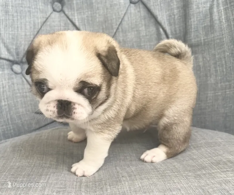 Panda fawn/white male 1 – Pug puppy for sale in Sacramento, CA
