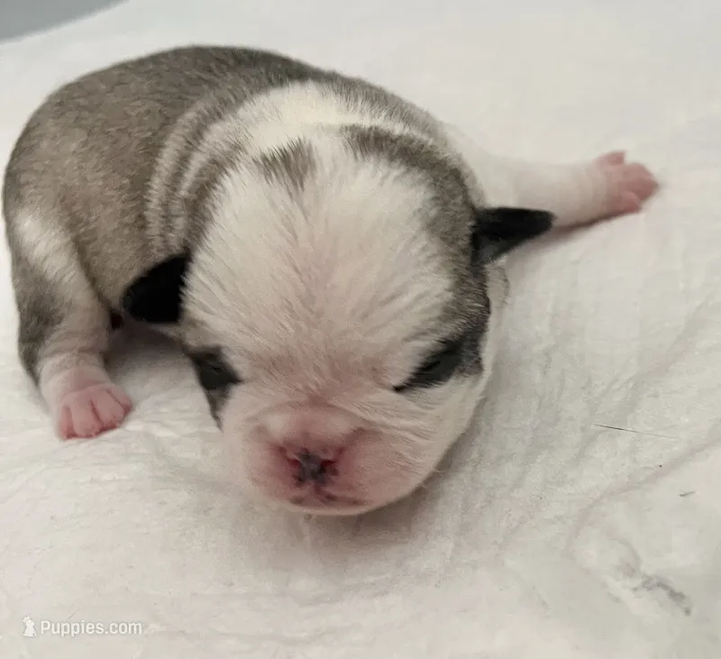 Panda fawn and white girl  – Pug puppy for sale in Sacramento, CA