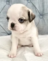 Panda blue eyed girl fawn/white, a female Pug for sale in Sacramento, CA – 2 of 5