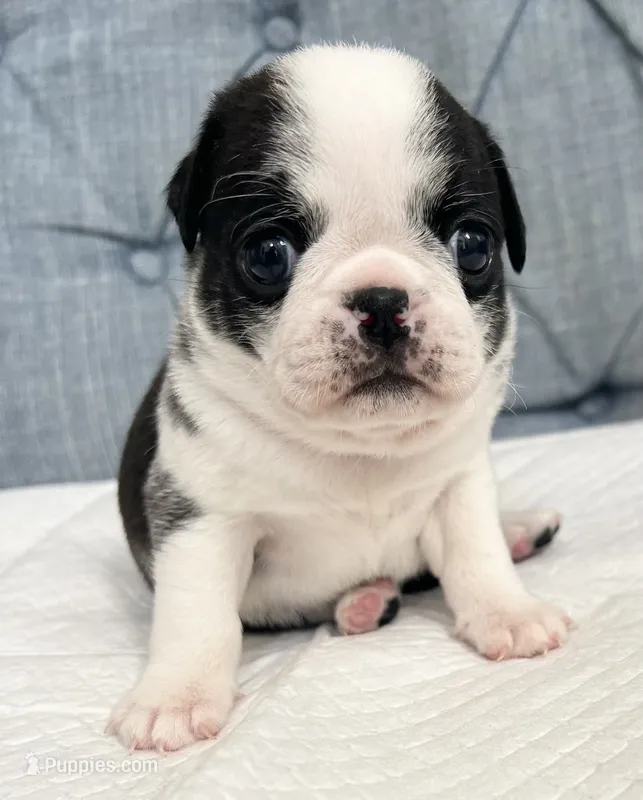 Black and white panda girl – Pug puppy for sale in Sacramento, CA